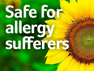 Carpet cleaning safe for allergy sufferers